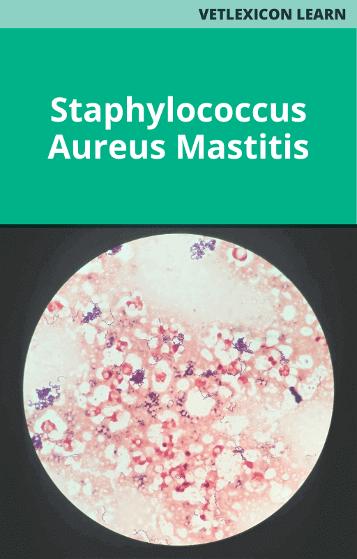 Bovine Staphylococcus Aureus Mastitis