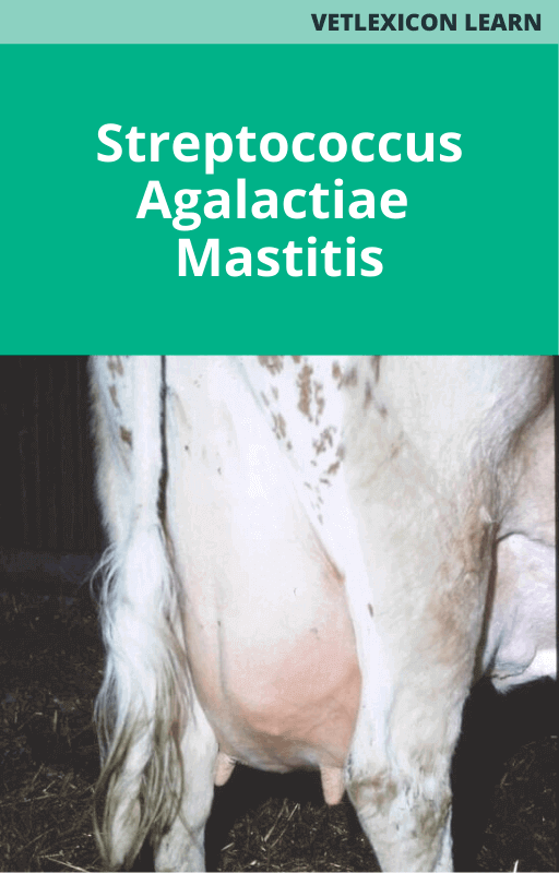 Streptococcus Agalactiae Mastitis