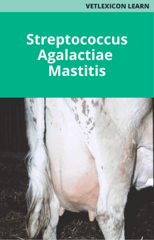 Bovine Streptococcus Agalactiae Mastitis