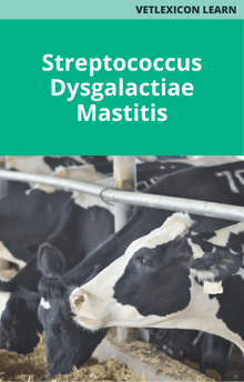 Bovine Streptococcus Dysgalactiae Mastitis