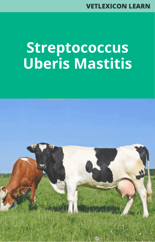 Streptococcus Uberis Mastitis