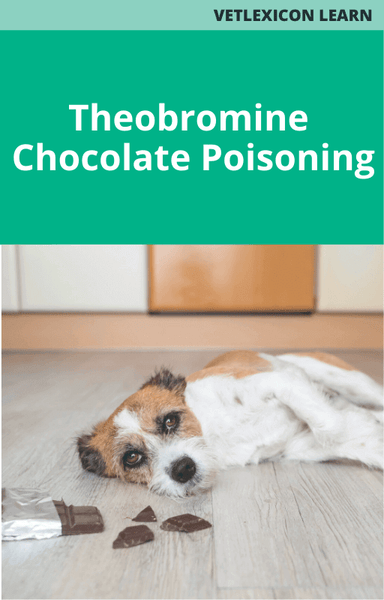 Theobromine/Chocolate Poisoning