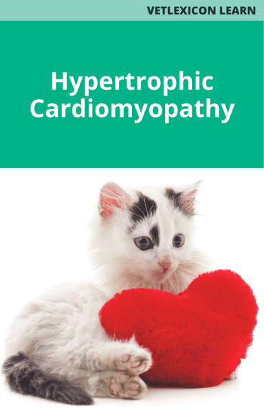Hypertrophic Cardiomyopathy (Feline)