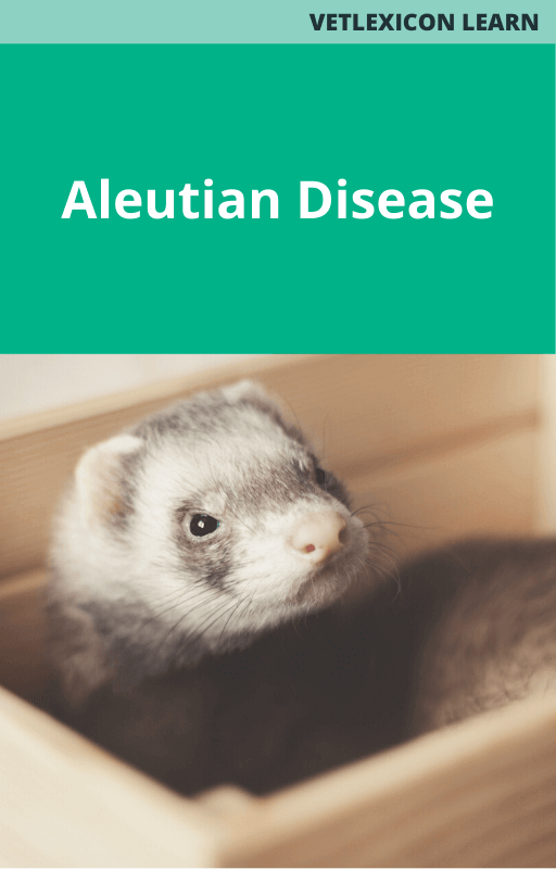 Aleutian Disease Ferret