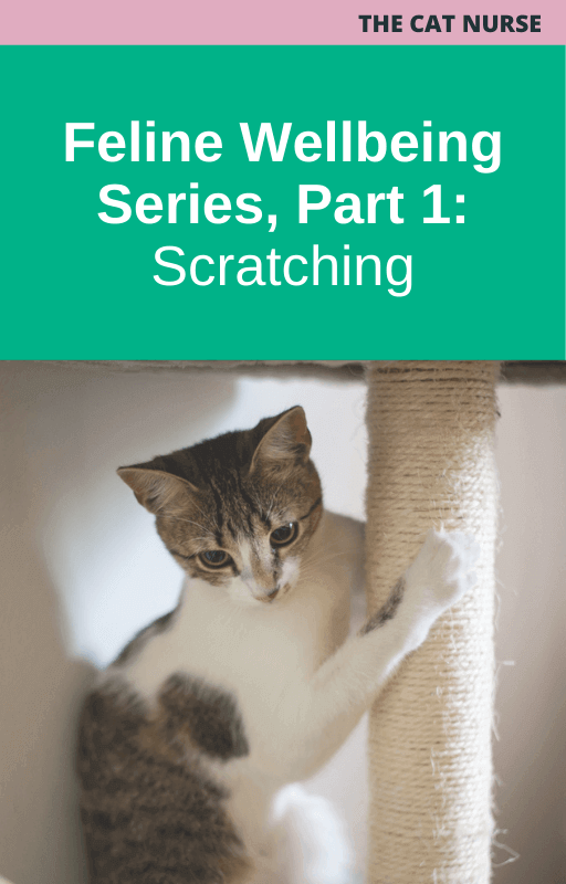 The Cat Nurse Feline Wellbeing Series Part 1 Scratching