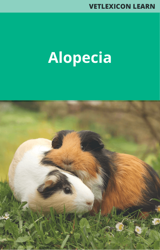 Alopecia Guinea Pig