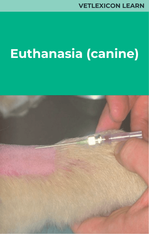 Euthanasia (Canine)