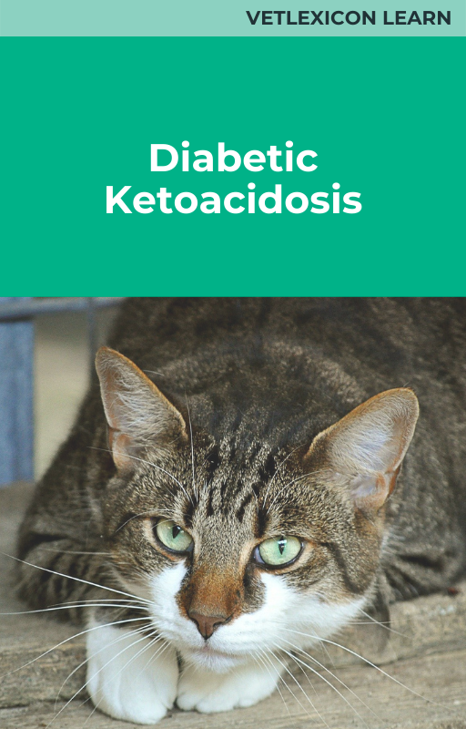 Diabetic ketoacidosis (feline)