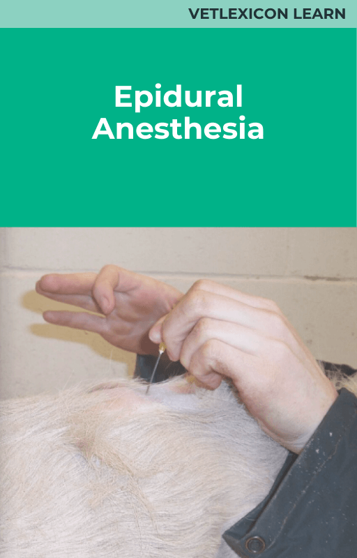 Epidural Anesthesia (Cattle)