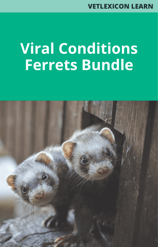 Viral Conditions Bundle - Ferrets