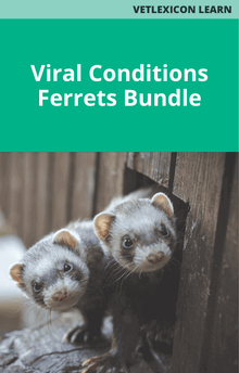 Ferret Viral Conditions Bundle