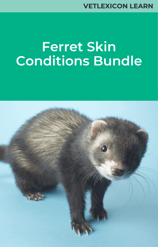 Ferret Skin Conditions Course Bundle
