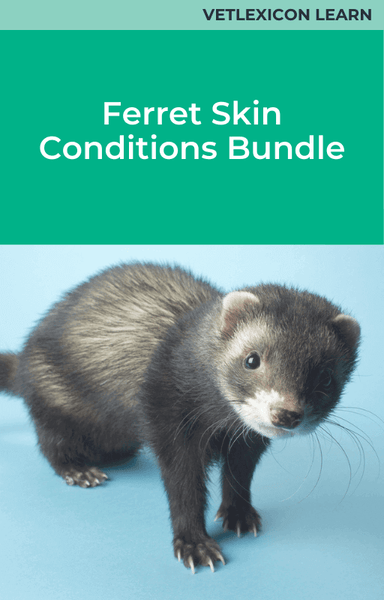 Ferret Skin Conditions Bundle