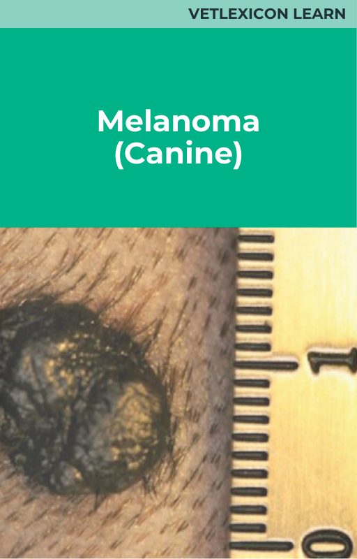 Melanoma (Canine)