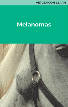 Equine Melanomas