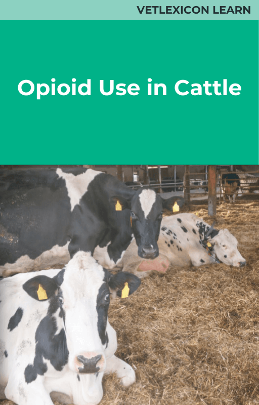 Opioid Use in Cattle