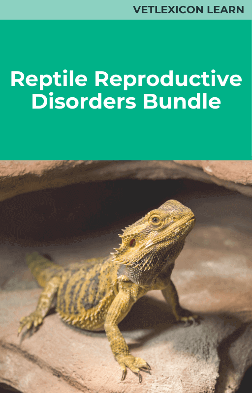 Reptile Reproductive Disorders Bundle