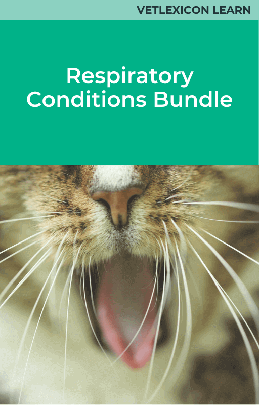 Feline Respiratory Conditions Course Bundle