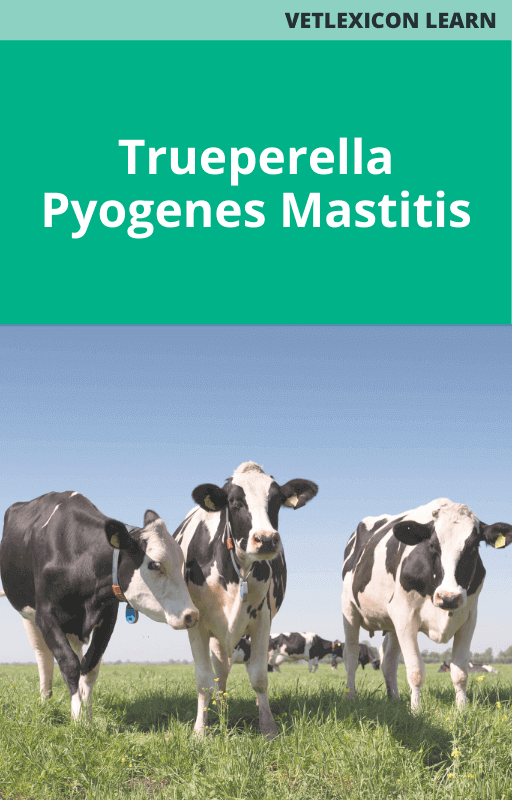 Trueperella Pyogenes Mastitis