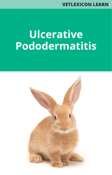 Ulcerative Pododermatitis