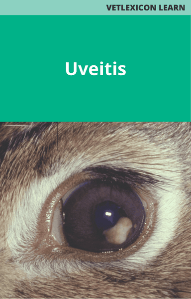 Uveitis