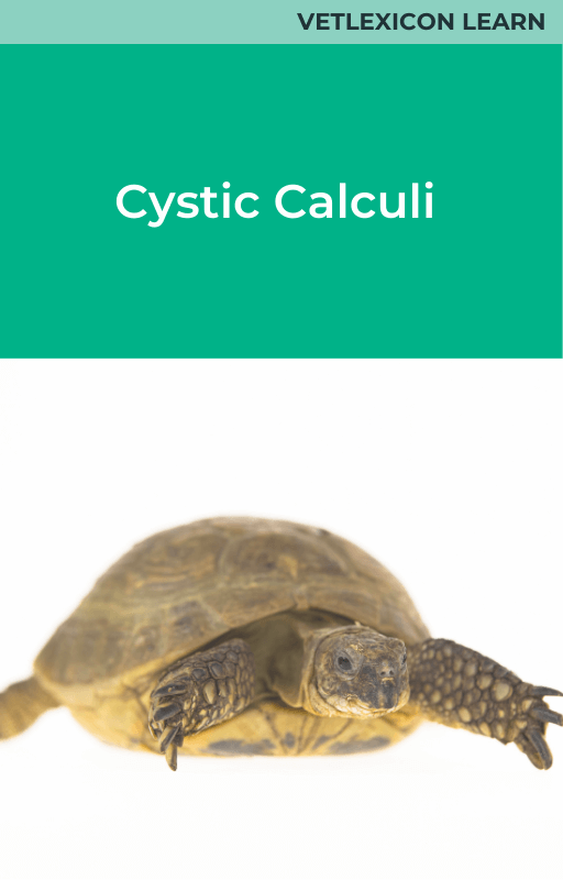 Cystic Calculi