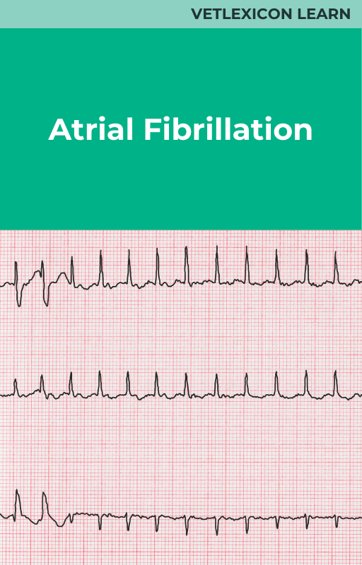 Equine Atrial Fibrillation