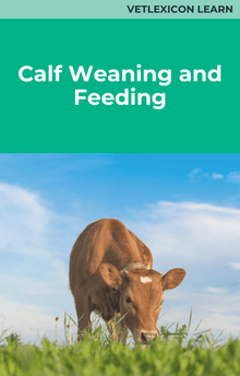 Calf Weaning and Feeding