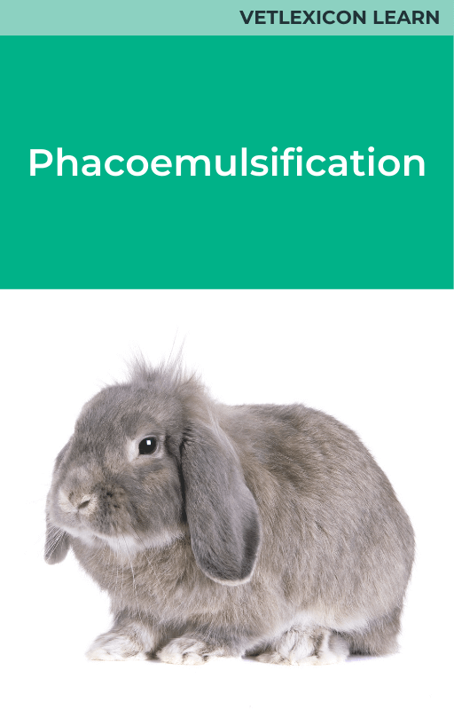 Rabbit Phacoemulsification