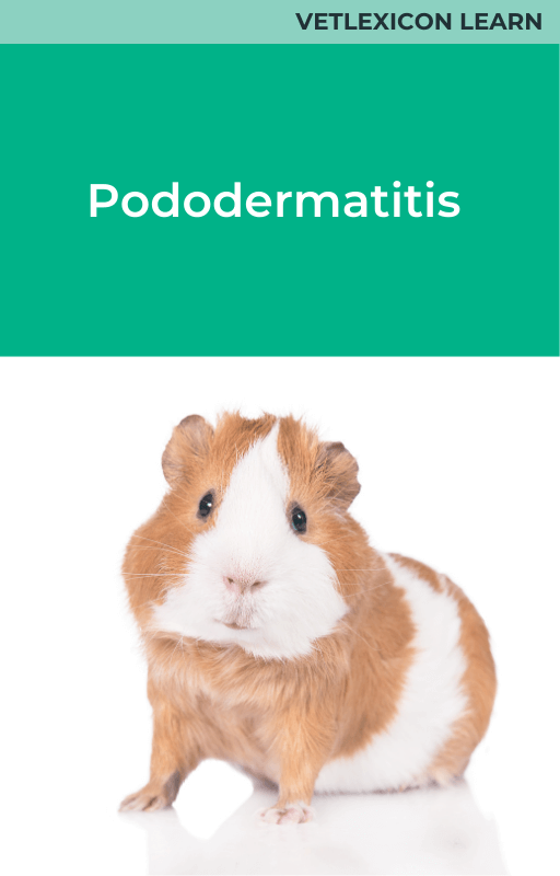 Guinea Pig Pododermatitis