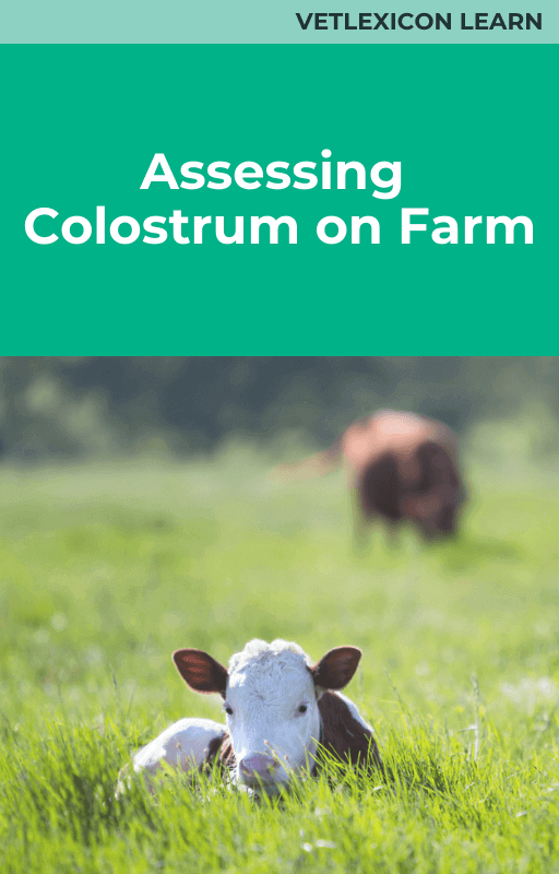 Assessing Colostrum on Farm