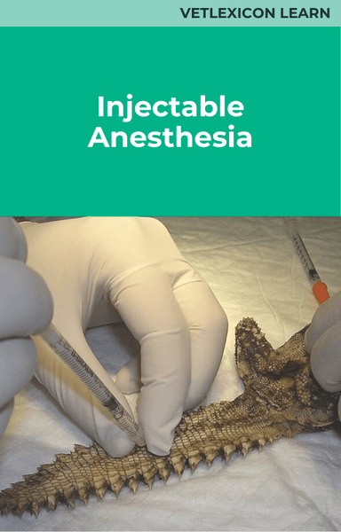 Injectable Anesthesia (Reptiles)