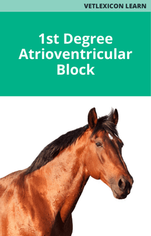 Equine 1st Degree Atrioventricular Block