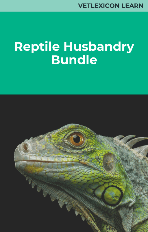 Reptile Husbandry Bundle