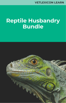 Reptile Husbandry Course Bundle