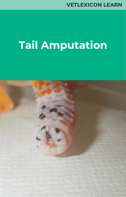 Tail Amputation (Reptiles)