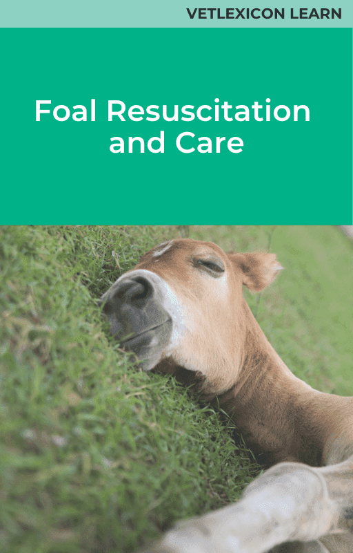 Equine Foal Resuscitation and Care