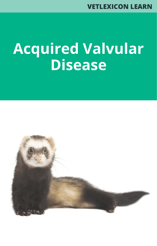 Acquired Valvular Disease