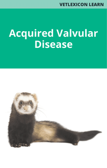 Ferret Acquired Valvular Disease