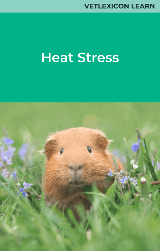 Guinea Pig Heat Stress