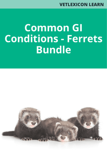 Common GI Conditions Bundle Ferrets
