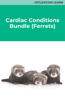 Cardiac Condition's Course Bundle Ferret