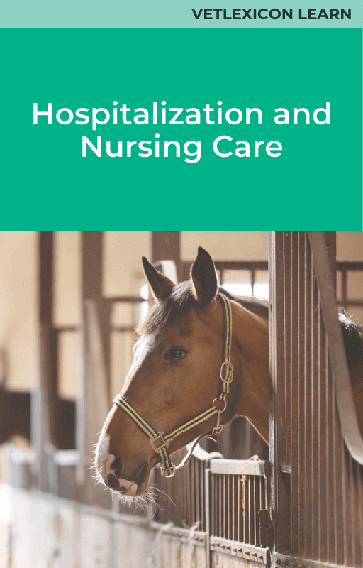 Equine Hospitalization and Nursing Care