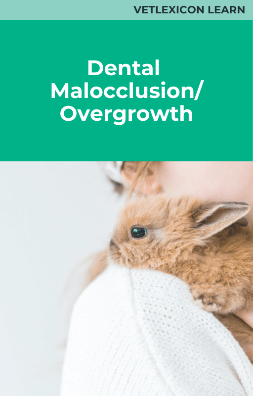 Dental Malocclusion/Overgrowth