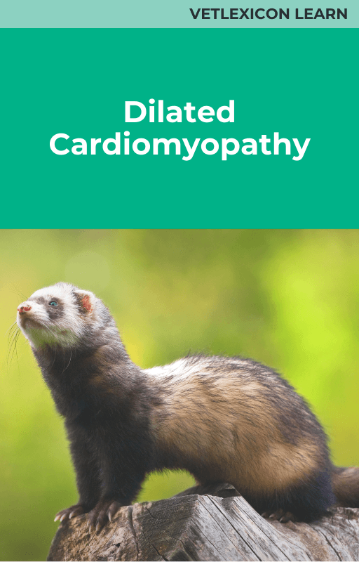 Ferret Dilated Cardiomyopathy