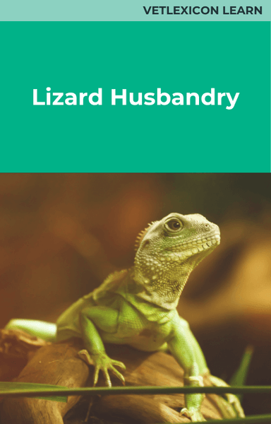 Lizard Husbandry