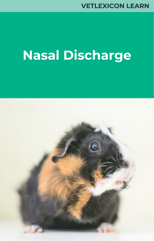 Guinea Pig Nasal Discharge