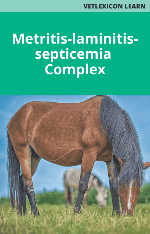 Metritis-laminitis-septicemia Complex