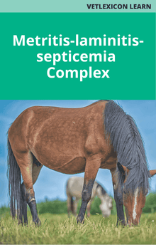 Equine Metritis-laminitis-septicemia Complex