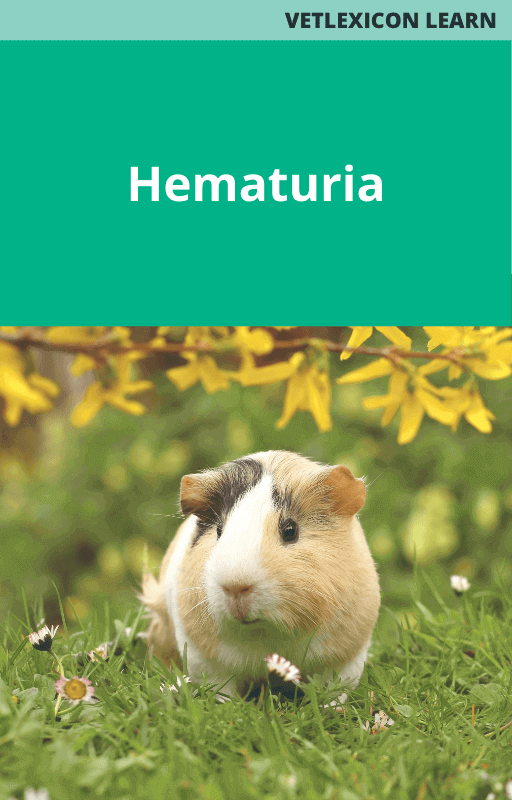 Guinea Pig Hematuria